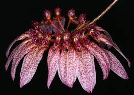 Bulbophyllum Longiflorum