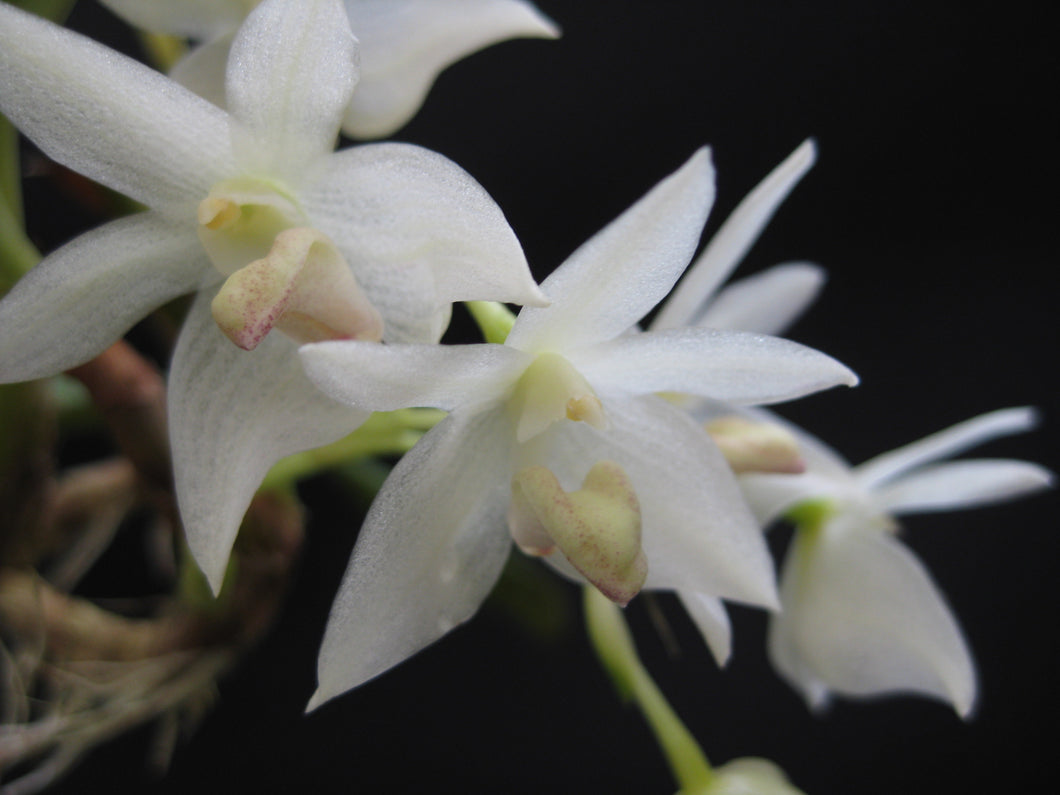 Bulbophyllum Santosi