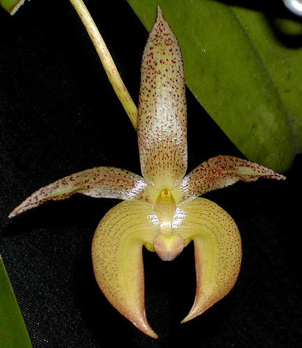 Bulbophyllum Stella Mizuta