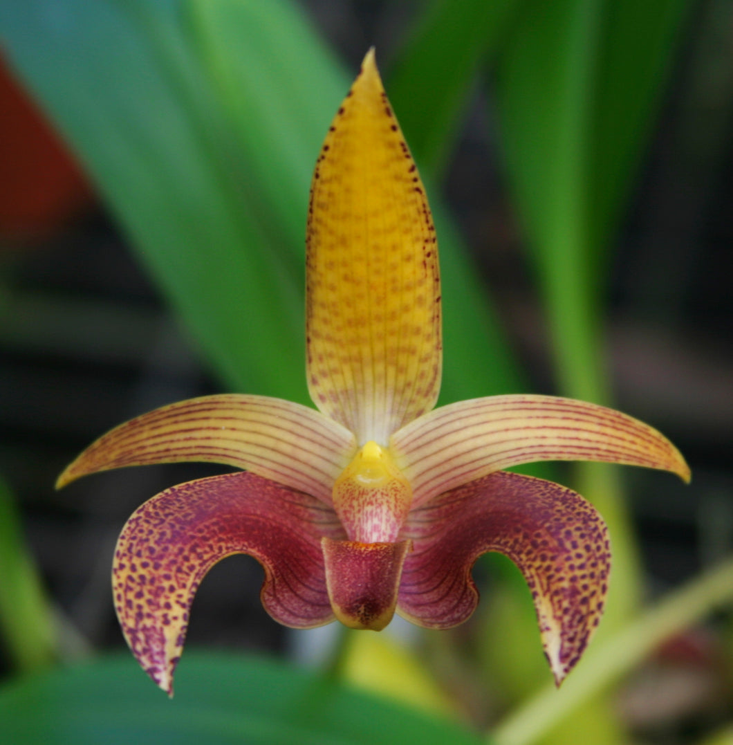 Bulbophyllum Sumatranum
