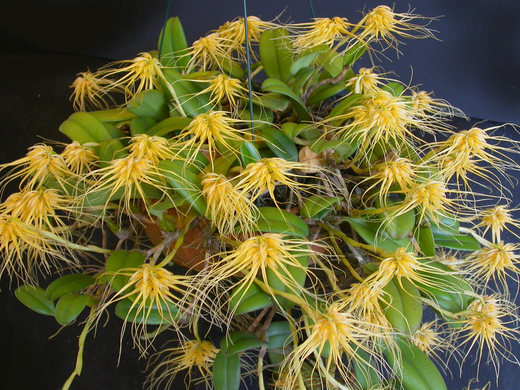 Bulbophyllum Vaginatum