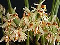 Coelogyne Trinervis