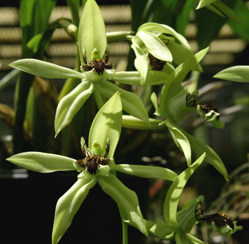 Coelogyne Burfordiense