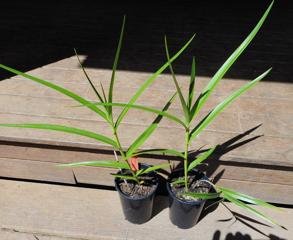 Arundina Bambusifolia (Graminifolia) – Cape Oasis