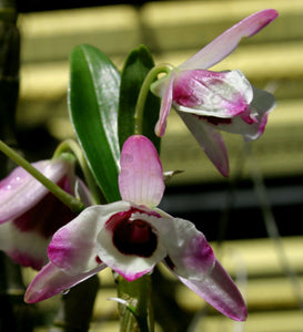Dendrobium Nobile var. Cooksonianum