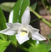 Dendrobium Crumenatum  (Pigeon Orchid)