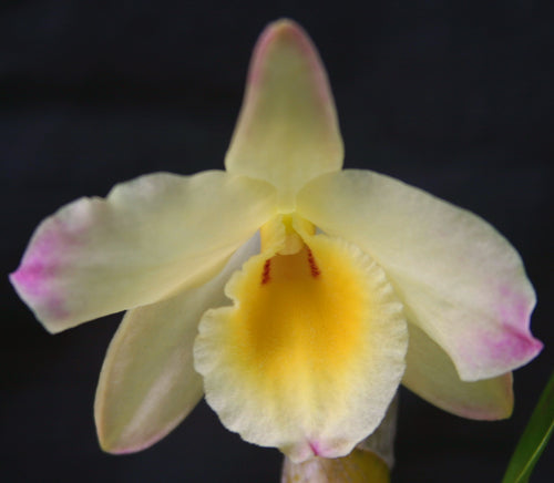Dendrobium (Golden Talisman x Yodigimi) x (Hambuhren Gold x Golden Blossom)