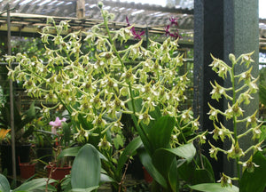 Dendrobium Macrophyllum