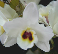 Dendrobium Sweetheart 'King' x Oberon Princess