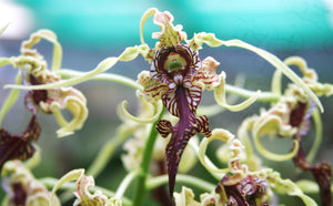 Dendrobium Spectabile 'Cape Oasis' x self