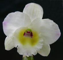 Dendrobium Sweetheart 'King' x Oberon Princess