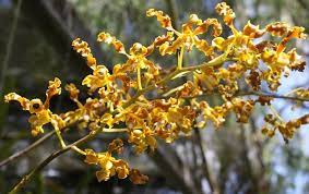 Dendrobium Discolor 'Iron Range'