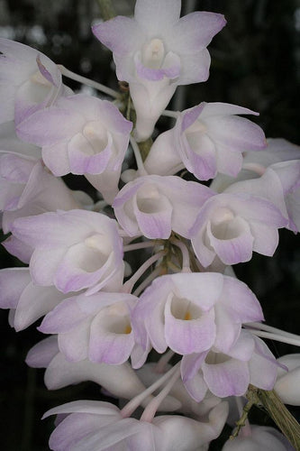 Dendrobium Fairchildiae