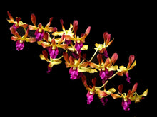 Dendrobium (Red Toro 'Johnnies Black' x Stratiotes) x Haising