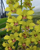 Dendrobium (Madam Vipa x Kruniatii) x Thongchai Gold