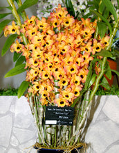 Dendrobium Oriental Smile 'Butterfly'