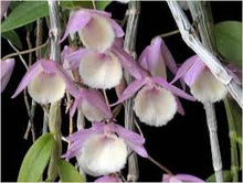 Dendrobium Pierardii (Syn. Aphyllum)