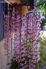 Dendrobium Pierardii (Syn. Aphyllum)
