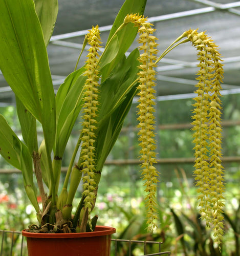 Dendrochilum Latifolium var. Macranthum