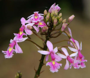Epidendrum Haemanthus