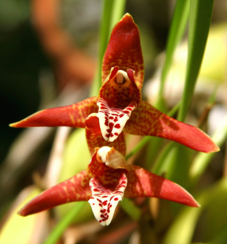 Maxillaria Tenuifolia