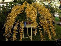 Oncidium Sphacelatum