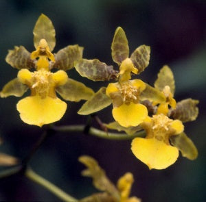 Oncidium Ensatum (Syn: Confusum)