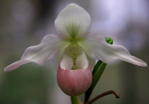 Phragmipedium Sedenii 'Nicky'