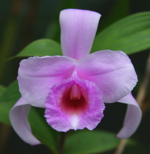 Sobralia Pamanense