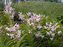 Vanda Tricolor var. Suavis
